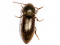 Agriotes obscurus